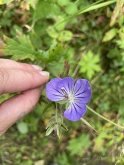 Geranium erianthum