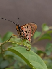 Acraea oncaea