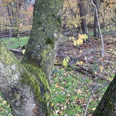 Orthotrichum anomalum