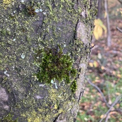 Orthotrichum anomalum