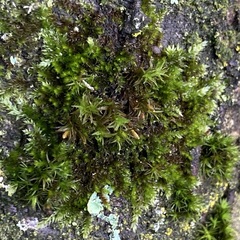 Orthotrichum anomalum