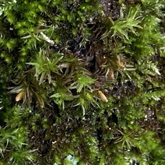 Orthotrichum anomalum