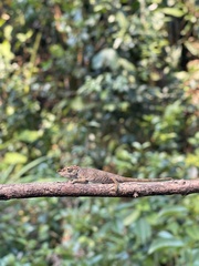Calumma nasutum