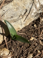 Ornithogalum lanceolatum