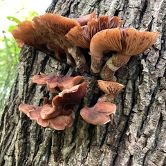 Physalacriaceae