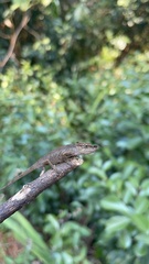 Calumma nasutum