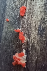 Tulasnella aurantiaca