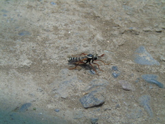 Mitrodetus dentitarsis