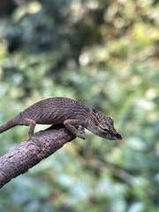 Calumma nasutum