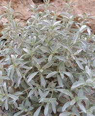 Mercurialis tomentosa