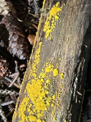 Calycina citrina