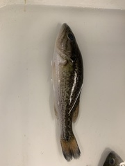 Micropterus punctulatus