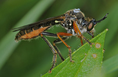 Dioctria rufipes