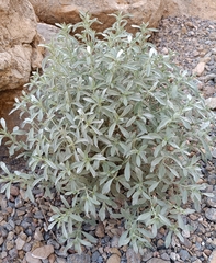 Mercurialis tomentosa