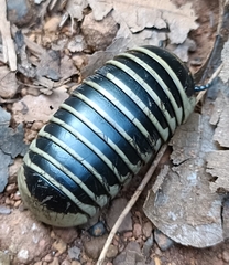 Arthrosphaera