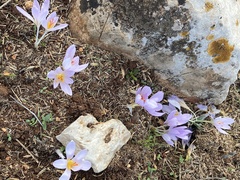 Crocus pallasii