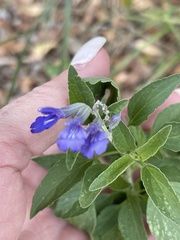 Salvia