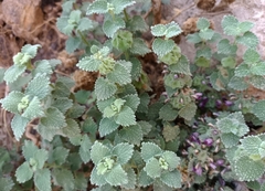 Pseudodictamnus hirsutus