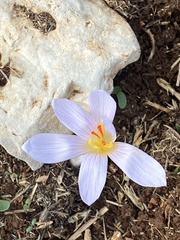 Crocus pallasii