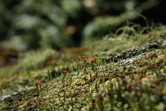 Cladonia didyma