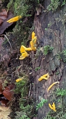 Calocera viscosa