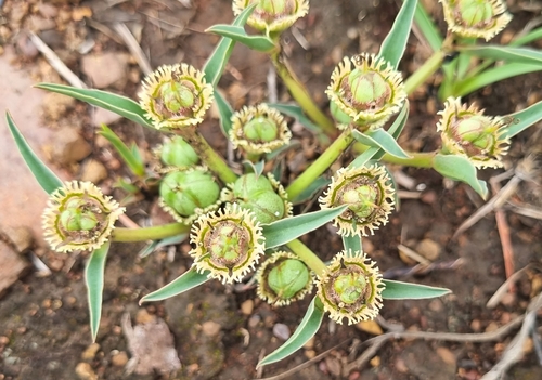 Euphorbia trichadenia image
