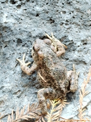 Incilius occidentalis