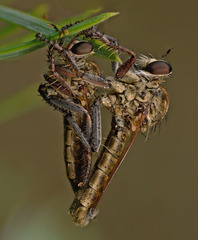 Neoepitriptus setosulus
