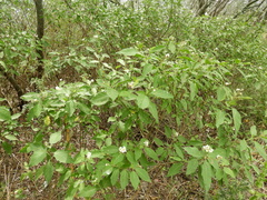 Solanum bonariense