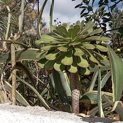 Aeonium urbicum