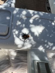 Phidippus apacheanus