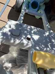 Phidippus apacheanus