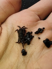 Pachygrapsus