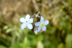 Myosotis sylvatica