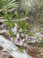 Conradina grandiflora