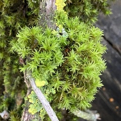 Lewinskya