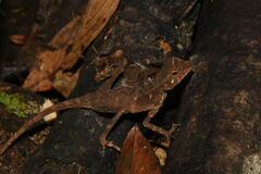 Aphaniotis acutirostris