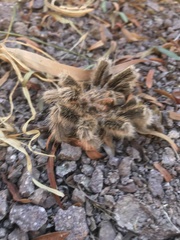 Grammostola rosea