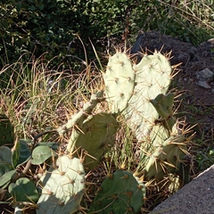 Opuntia stricta