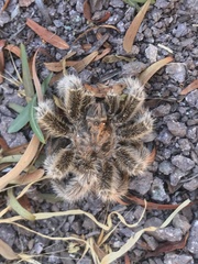 Grammostola rosea