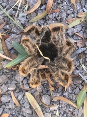 Grammostola rosea
