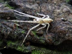 Tmarus taiwanus