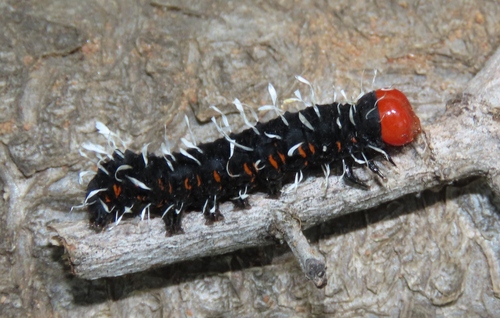 Lophonotidia melanoleuca