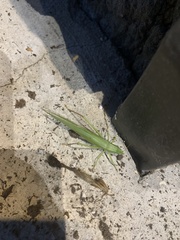 Neoconocephalus ensiger