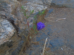 Clarkia tenella