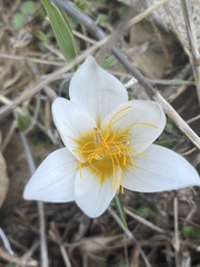 Crocus hyemalis