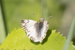 Heliopetes omrina