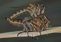 Neoepitriptus setosulus