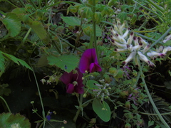 Lathyrus tingitanus