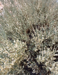 Salsola oppositifolia